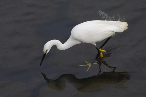 Foto de Little Egret