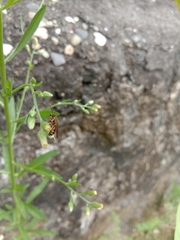 Lipotriches ceratina