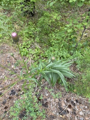 Cirsium serratuloides