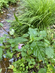 Impatiens furcillata