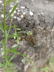 Lipotriches ceratina