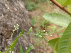 Lipotriches ceratina