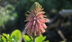 Veltheimia bracteata