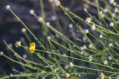 Genista umbellata