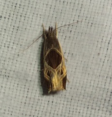 Helcystogramma hibisci