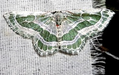 Pseudeuchlora kafebera