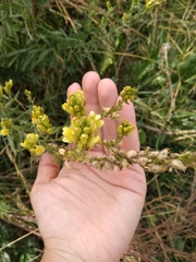 Linaria vulgaris