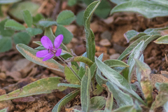 Erodium malacoides
