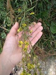 Linaria vulgaris