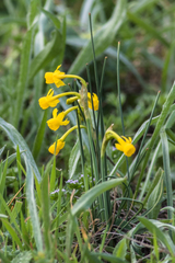 Narcissus assoanus