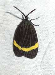 Pidorus