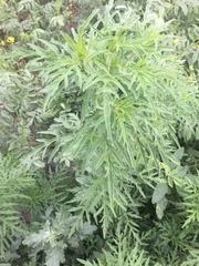 Ambrosia artemisiifolia