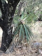 Yucca madrensis