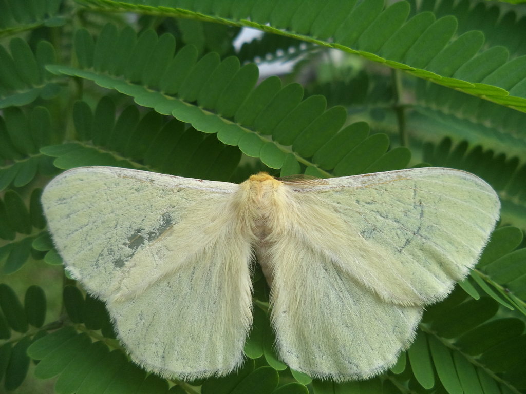 Monkey Moths from Digboi, Assam 786171, India on May 28, 2016 at 06:32 ...