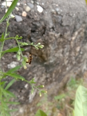 Lipotriches ceratina