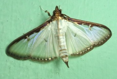 Cydalima pfeifferae