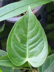 Anthurium veitchii