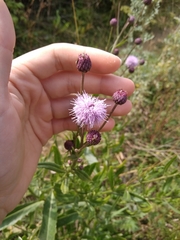 Cirsium arvense