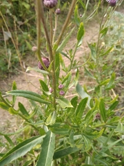 Cirsium arvense