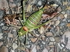 Steropleurus pseudolus