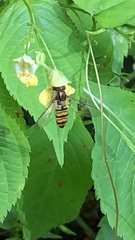 Episyrphus balteatus