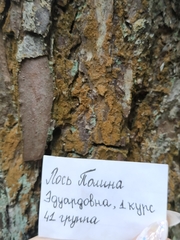 Trentepohlia umbrina