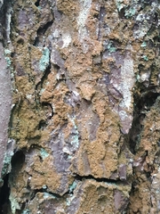 Trentepohlia umbrina