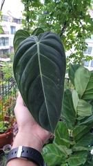 Philodendron melanochrysum