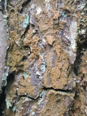 Trentepohlia umbrina