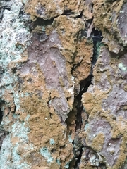 Trentepohlia umbrina