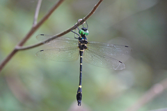 Macromia urania