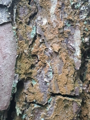 Trentepohlia umbrina