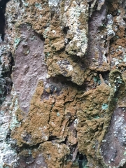 Trentepohlia umbrina