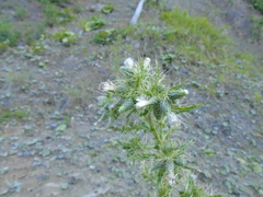 Cirsium candelabrum