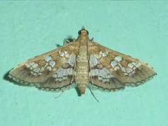 Sameodes cancellalis