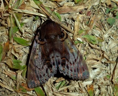 Arcte modesta
