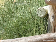 Cytisus oromediterraneus
