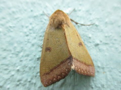 Ophiusa