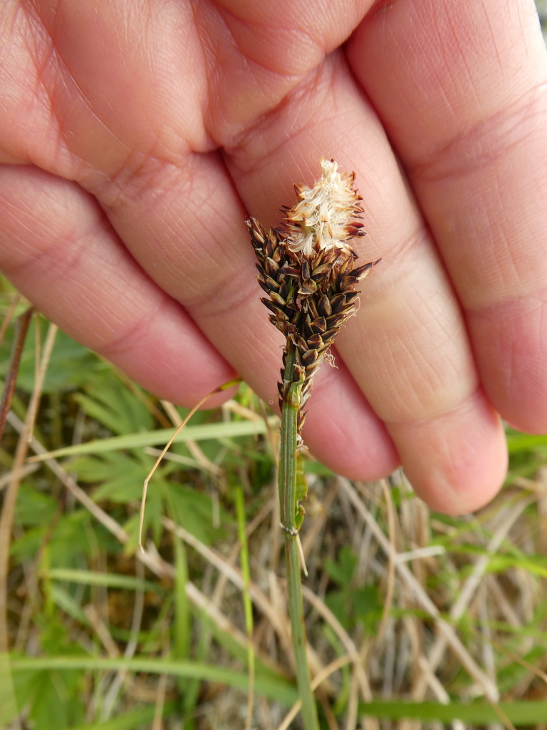 Bigelow's sedge from г. Карпинск, Свердловская обл., Россия on July 21