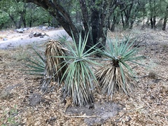 Yucca madrensis