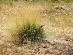 Festuca ampla