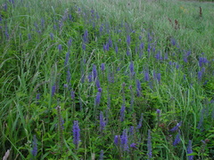 Veronica longifolia