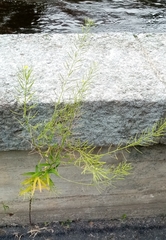 Erysimum cheiranthoides