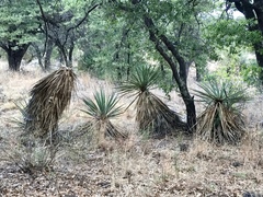 Yucca madrensis