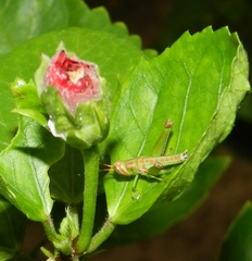 Pirithoicus ophthalmicus