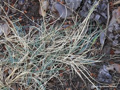 Festuca indigesta