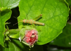 Pirithoicus ophthalmicus