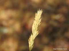 Festuca indigesta