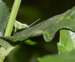 Neorthacris