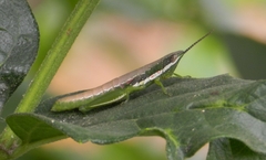 Neorthacris
